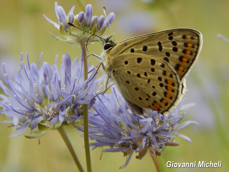 Parco del Ticino 13.6.15